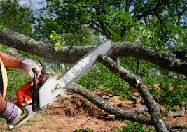 Best Arborist Consultation Services  in Spiro, OK